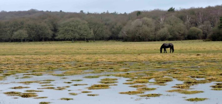 Parc New Forest Wiltshire & Hampshire weekend angleterre itineraire
