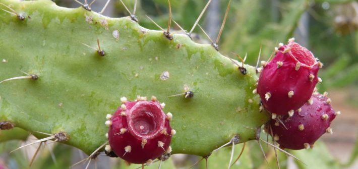 Cactus SIcile roadtrip