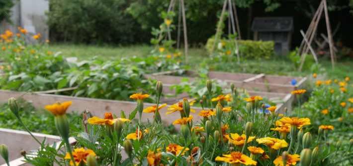 jardin permaculture premier pas bio