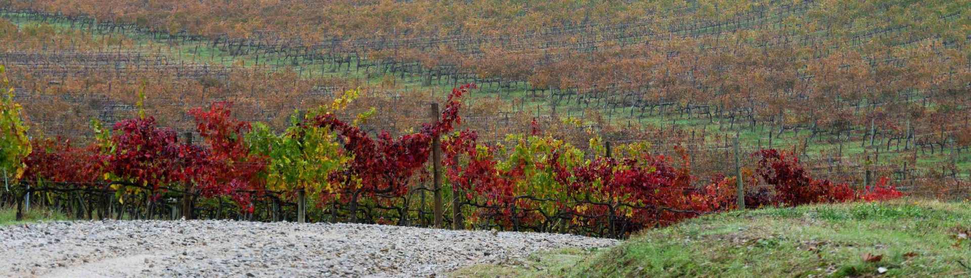 une semaine road trip toscane italie vignes chianti automne