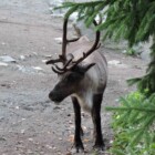 stockholm zoo skansen voyage stockholm itineraire